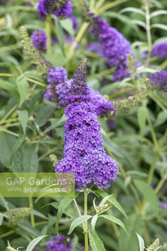 Buddleja davidii 'Buzz Lavender', a compact butterfly bush flowering from July.
