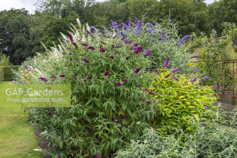 National Collection of Buddleja displayed in long border. On right: yellow leaved B. davidii 'Moonshine' and behind B. davidii 'Valley View Blue'. On left: B. davidii 'Sugar Plum'.