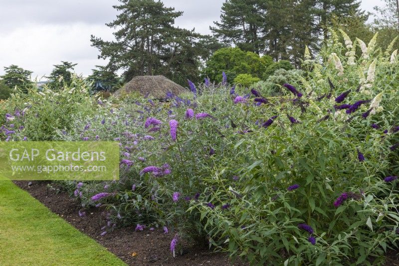 National Collection of Buddleja displayed in long border. Right to left front: 'Black Knight' and 'Gonglepod'. Behind: 'White Profusion' and 'Shire Blue'.