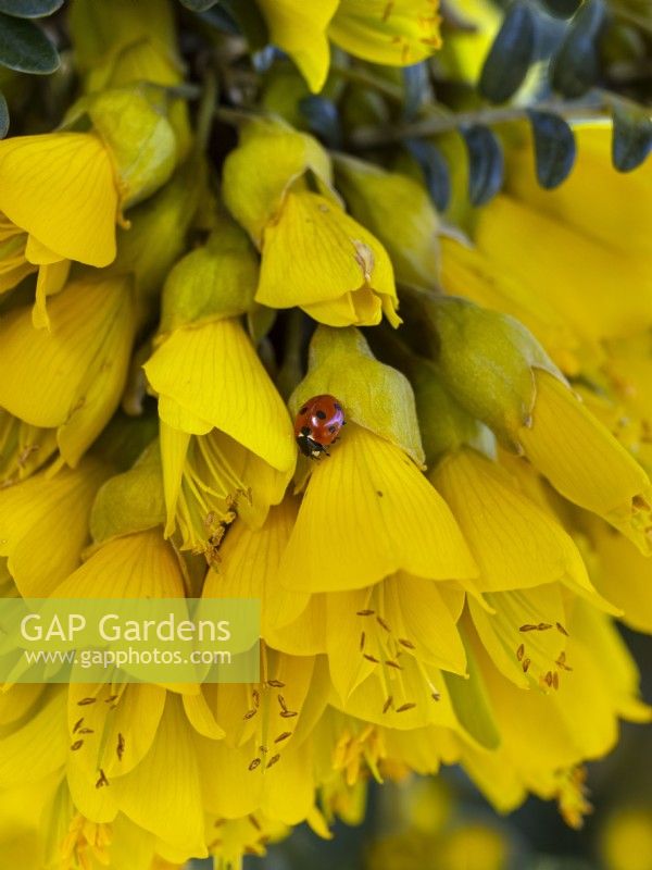 Sophora tetraptera - Kowhai in flower with Ladybird  Mid march Norfolk