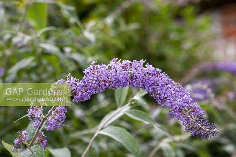 Buddleja 'West Hill' â€” Buddleja davidii and Buddleja fallowiana â€” a butterfly bush flowering from July. A chance seedling raised in the old Jail Border at Hillier's Nursery.