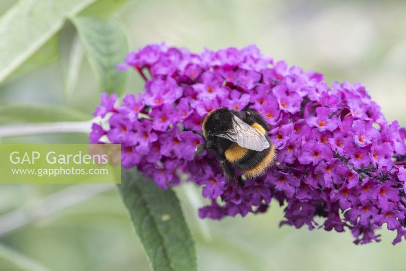 A bumble bee seeking nectar on Buddleja davidii 'Border Beauty'.
