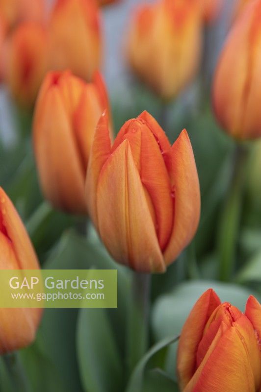 Tulipa 'Orange balloon' tulip 