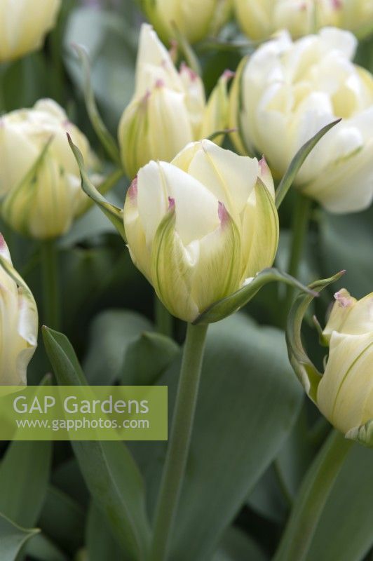 Tulipa 'White exotic emperor' tulip 