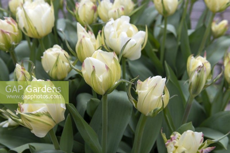 Tulipa 'White exotic emperor' tulip 