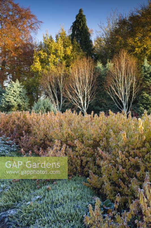 Betula 'Grayswood Ghost', Cornus 'Midwinter Fire' and Erica carnea Springwood White in mixed border, November. 