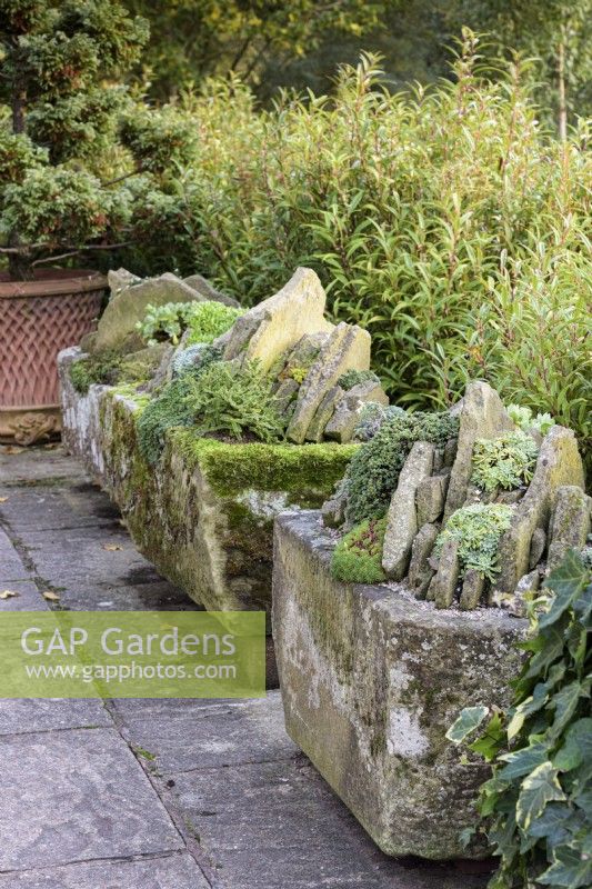 Crevice gardens in stone troughs at John Masseyy's garden in October.