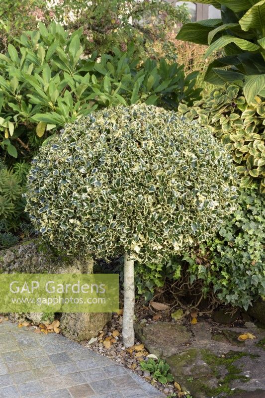Lollipop of variegated holly in October.