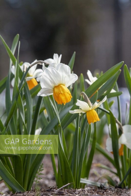 Narcissus 'Orange Comet' - Daffodil