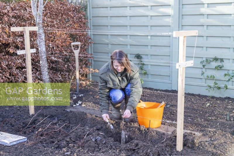Woman planting bare root raspberries in shallow trench after dunking the roots in the rootgrow solution