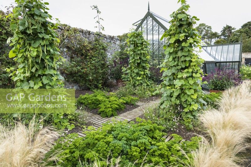 Climbing French beans amongst blocks of parsley and an edging of Stipa tenuissima at Whitburgh House Walled Garden in September.
