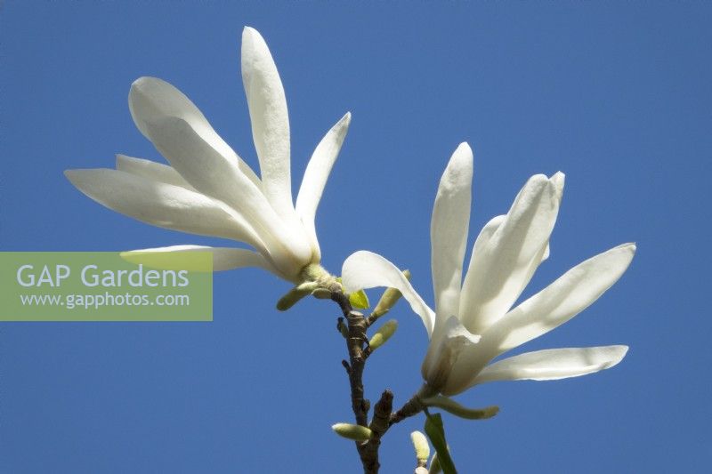 Magnolia soulangeana 'Suishoren'