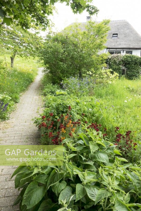 Pathway with border and wildflowers in front of country house.