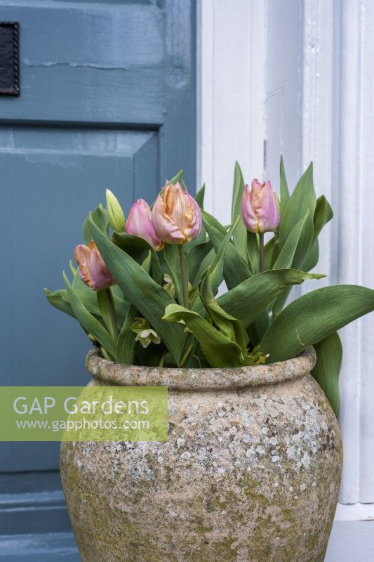 Apricot Tulipa in terracotta pot by front door