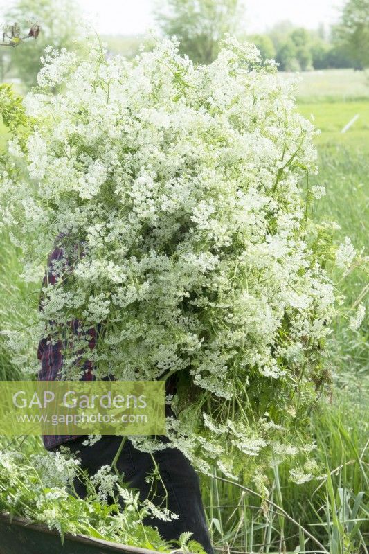 Man carrying bunch of cow parsley in the meadow.
