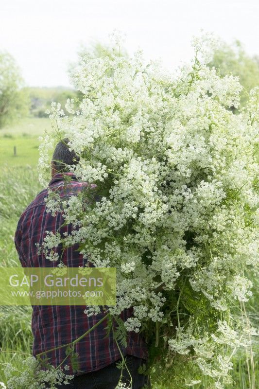 Man carrying bunch of cow parsley in the meadow.