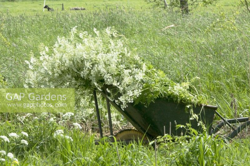 Bunch of cow parsley harvested in wheelbarrow in the meadow.