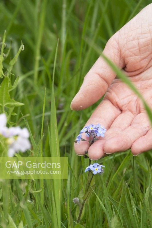 A hand touching a Forget-me-not flower in a meadow.