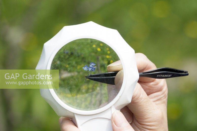Holding Myosotis flower with tweezers for viewing under a magnifying glass.
