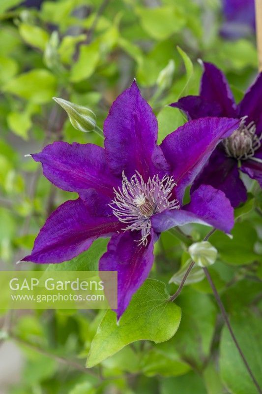 Clematis 'Picardy' bears many burgundy coloured flowers, a compact plant that suits hanging baskets where it can be cut back after first flowering, and if fed and watered, will flower again.