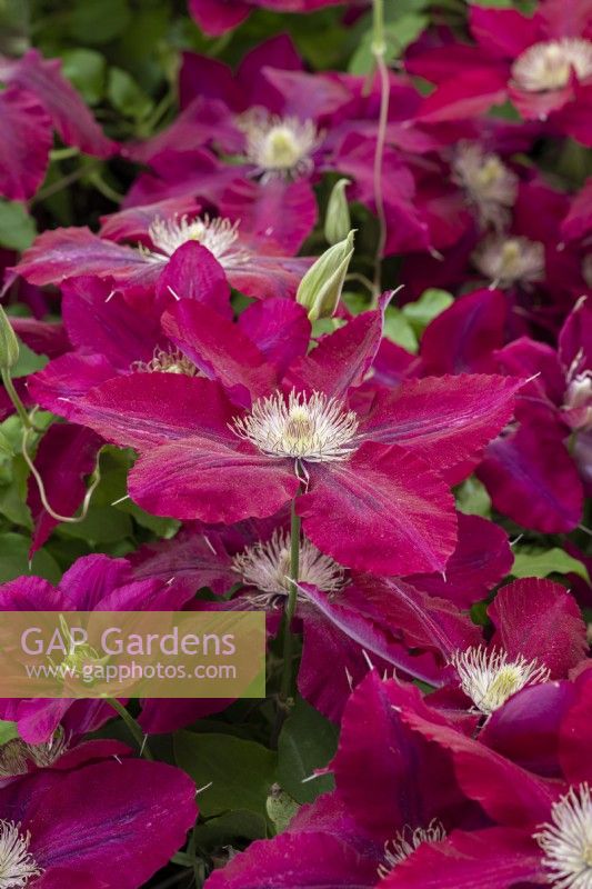 Clematis 'Rebecca', a vibrant red clematis named after Raymond Evison's oldest daughter. Flowers from early summer until early autumn.