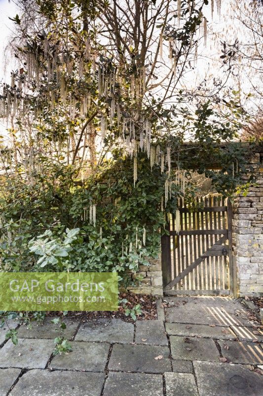 Garrya elliptica frames a gate at Cotswold Farm Gardens in February.