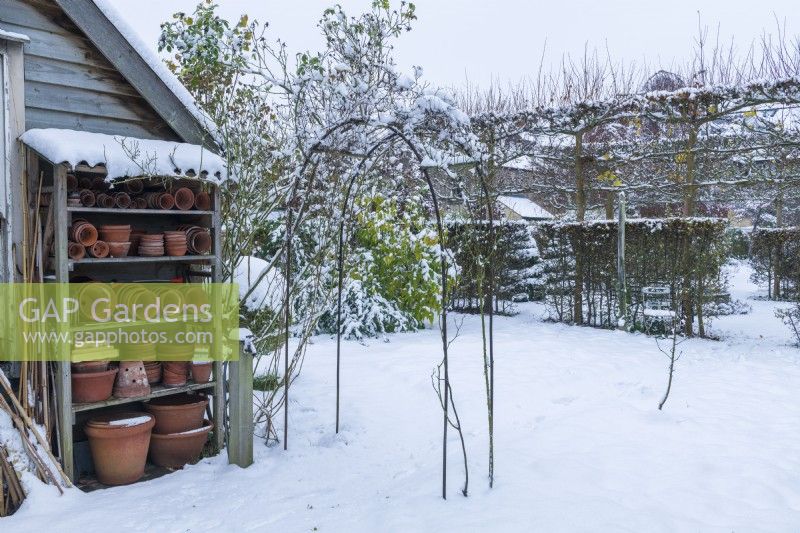 Snow covered garden with wooden storage shelves for antique terracotta flowerpots built onto outbuilding in a formal town garden. Rose arch, rambler roses and hedges and pleached trees. December