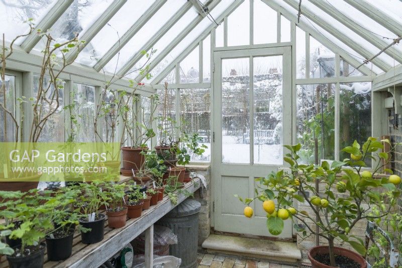 Inside a heated Victorian style timber greenhouse with pelargonium cuttings on the bench and a lemon tree being overwintered. December.