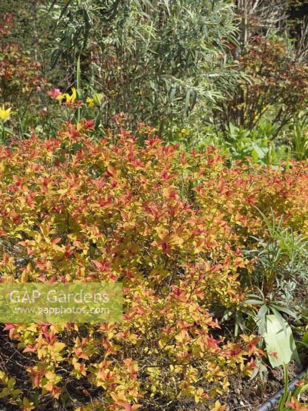 Spiraea 'Tracy' - colourful emergent leaves