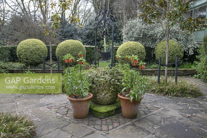 Buxus topiary balls in the well garden at Winterbourne Botanic Garden - April