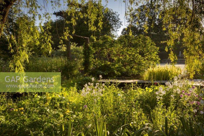 Bog garden under weeping willow in early sunlight, with boardwalk and 12th century moat in the background. Featuring Trollius europaeus, and sweet rocket Hesperis matronalis.