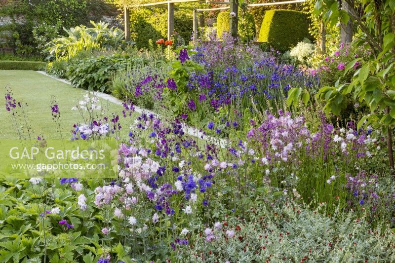 View of lawn and mixed  borders through Aquilegias and larkspur Delphinium consolida, and helianthemum rock rose.