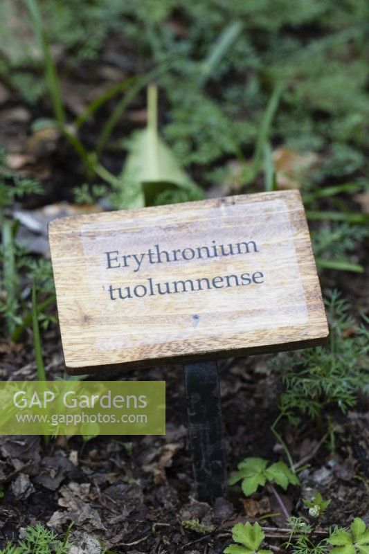 Engraved wooden plant label for Eythronium tuolumnense. April