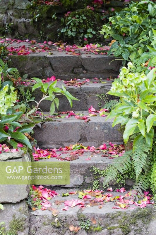 Stone steps with flower debris from pink  Rhododendrons with Hellebores either side. April