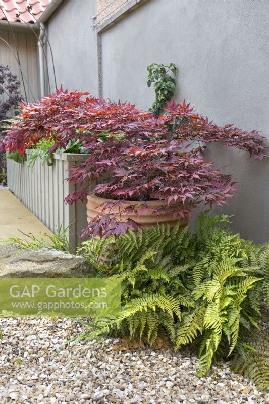 View of a small courtyard garden border including a crimson foliage Acer palmatum var. dissectum cv - Japanese maple in terracota pot underplanted with a Dryopteris erythrosora var. prolifica -autumn fern and Hakonechloa macra.

Design by Semple Begg