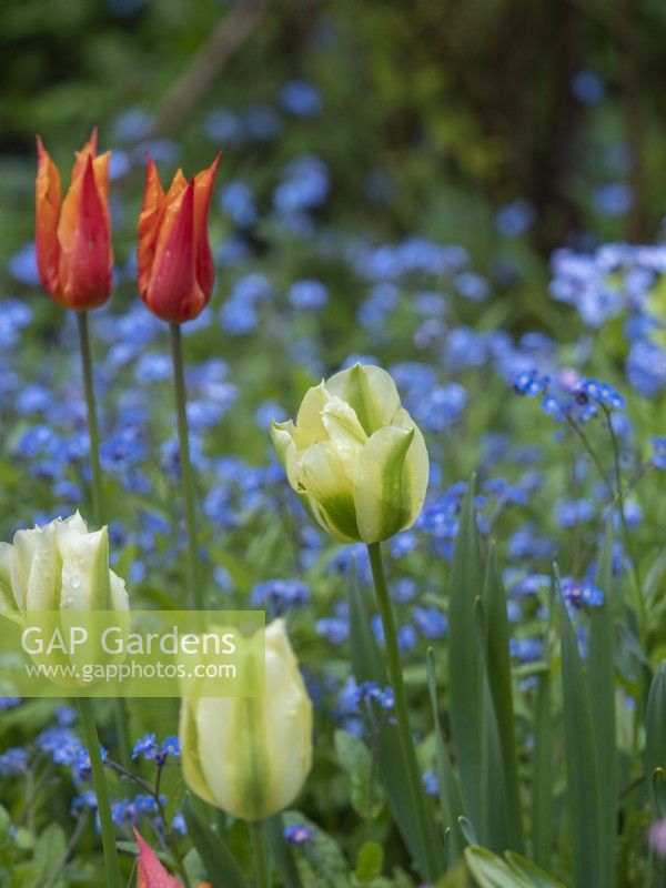 Tulipa 'Spring Green' growing with myosotis and Tulipa 'Ballerina'