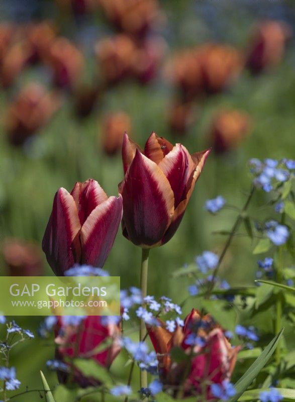 Tulipa 'Mutova' growing among myosotis