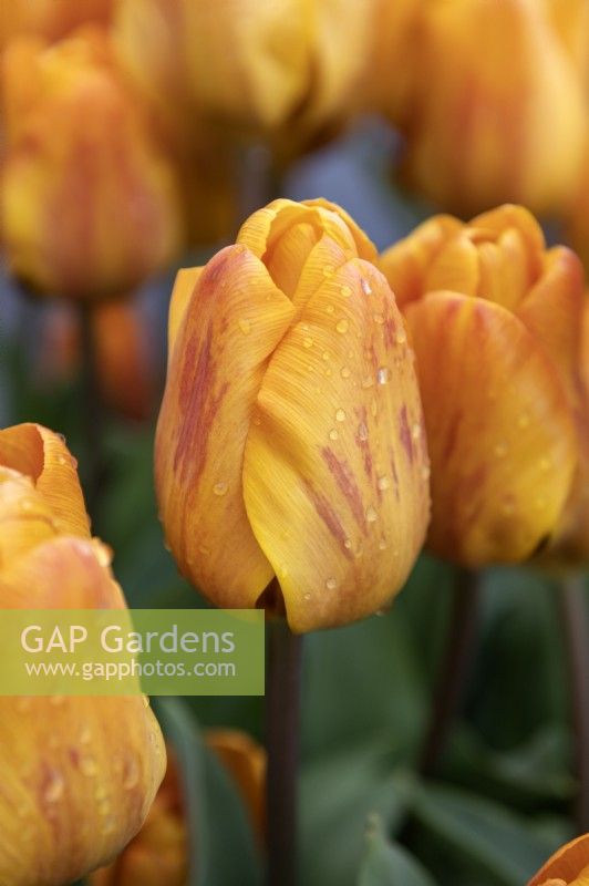 Tulipa 'Cairo' tulip 