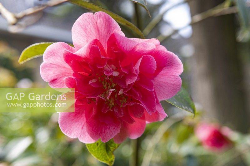 Camellia x Williamsii 'George Bladford'