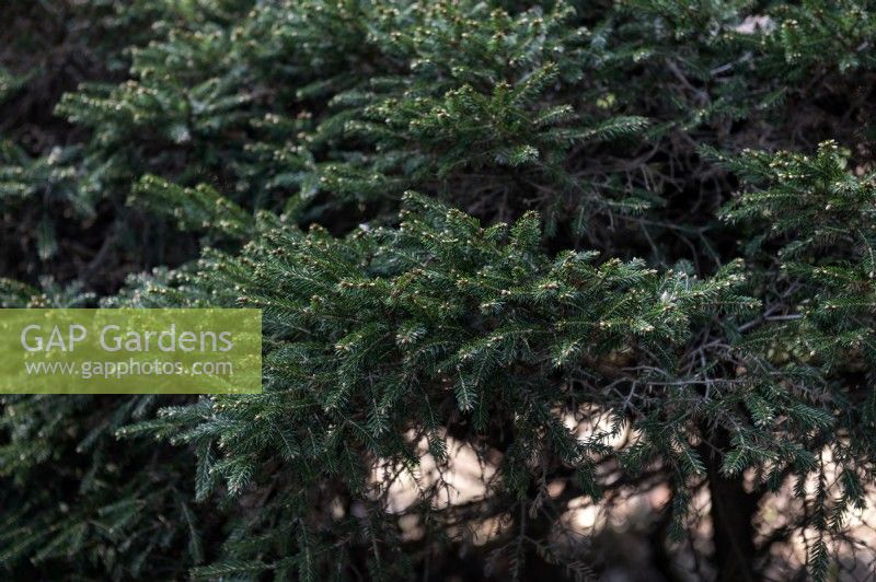 Picea abies 'Clanbrasiliana' Norway spruce