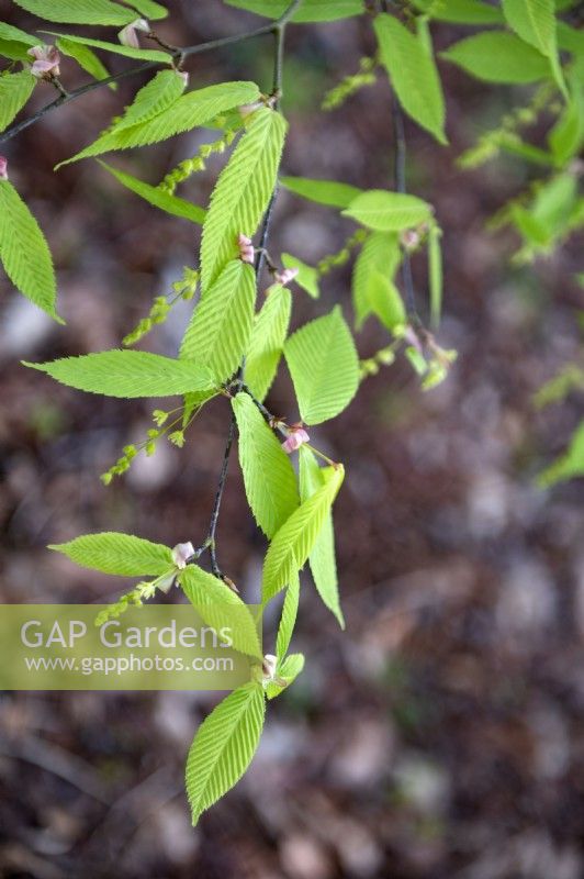 Acer carpinifolium hornbeam maple