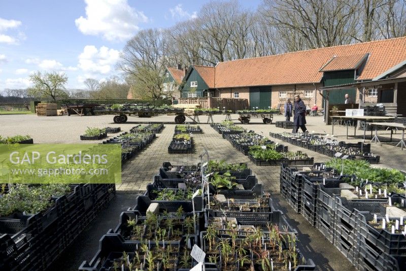 Overview nursery de Boschhoeve with black plastic crates filled with plants.