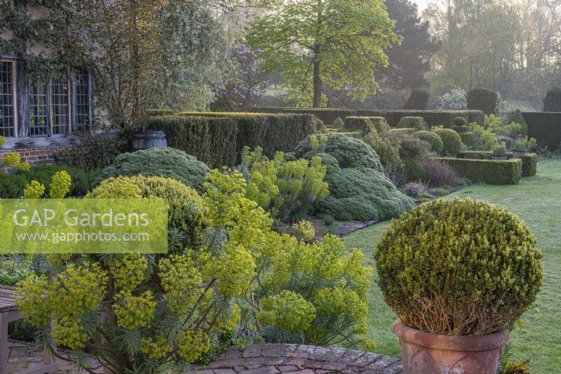 View of Euphorbia characias subspecies wulfenii flowering with Hebe rakiensis in a formal country cottage garden in Spring - April