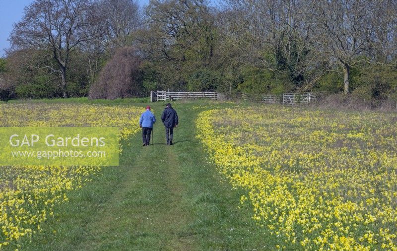  Couple walking through field of Cowslips - Primula veris - growing in grass pasture.