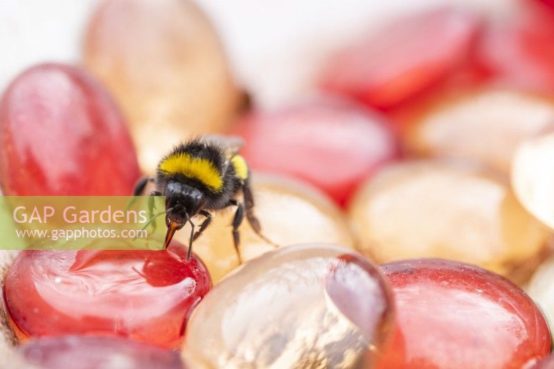 Bee feeding on sugar water solution from the glass pebbles