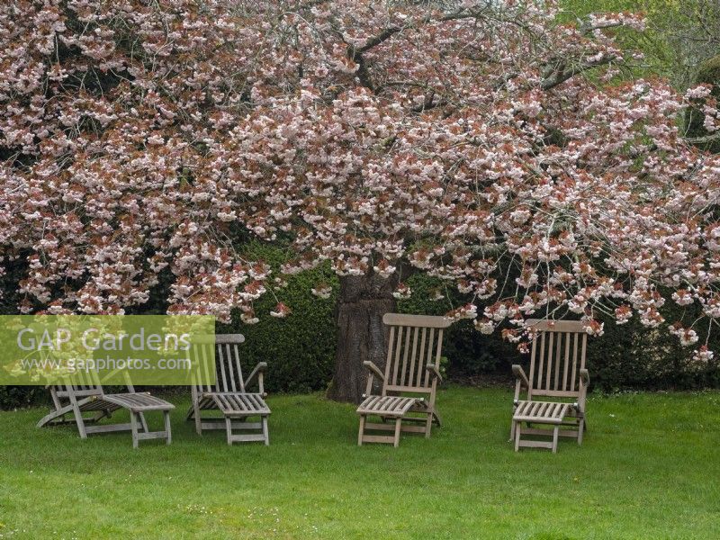 Wooden seats below flowering Prunus cherry trees Late April
