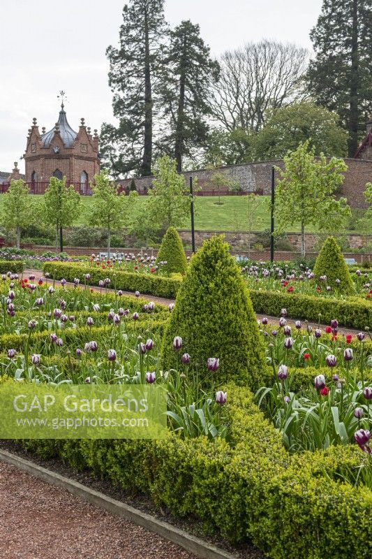 The Queen Elizabeth Walled Gardens in spring at Dumfries House, Ayrshire, Scotland. Plants include tulip varieties, boxwood parterre and topiary.