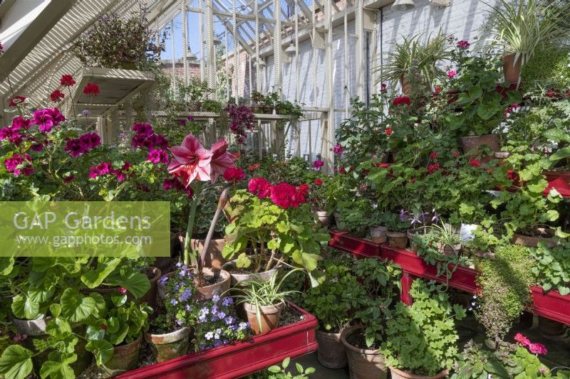 Shelving with pot plants including Pelargonium, Hippeastrum, spider plants and Fuchsias in the Conservatory in The Queen Elizabeth Walled Gardens at Dumfries House, Ayrshire, Scotland