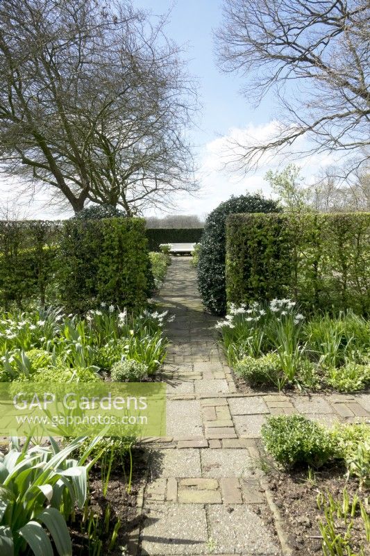 Path with borders with white Narcissus. White wooden bench in front of hedge at the end of paved path.