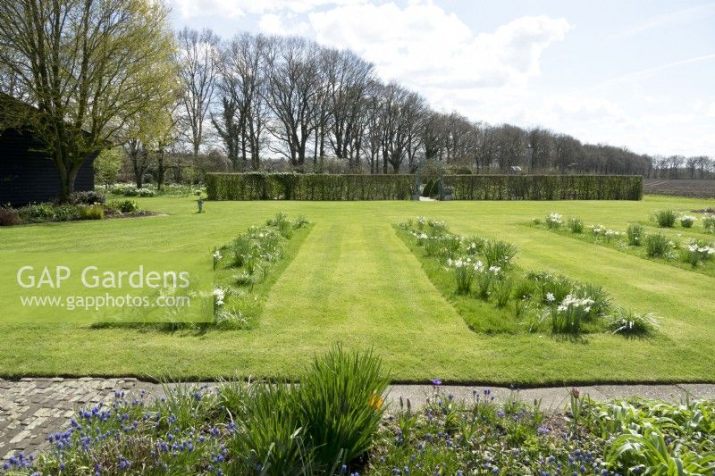 Rows of white Narcissus planted in the lawn. Muscari in the mixed border.